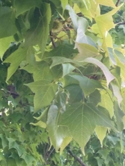 Platanaceae