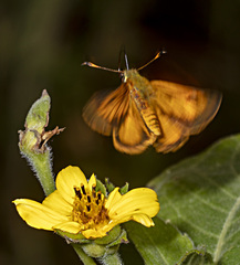 Choranthus vitellius