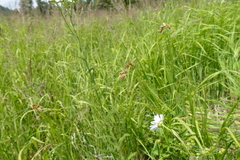 Carex praticola