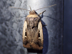 Proteuxoa tortisigna
