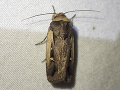 Proteuxoa tortisigna