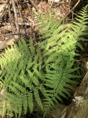 Athyrium angustum
