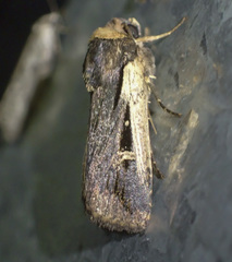 Proteuxoa tortisigna