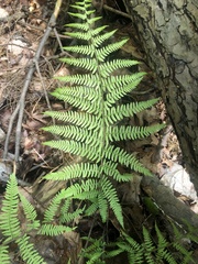 Athyrium angustum