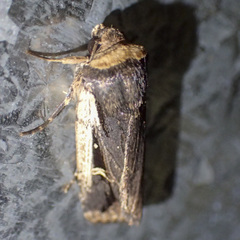 Proteuxoa tortisigna