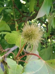 Platanaceae