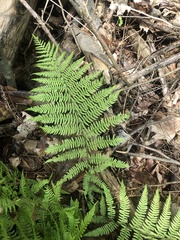 Athyrium angustum