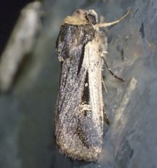 Proteuxoa tortisigna
