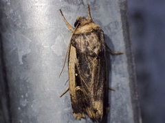 Proteuxoa tortisigna