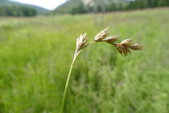 Carex praticola