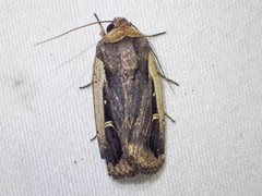 Proteuxoa tortisigna