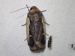 Proteuxoa tortisigna