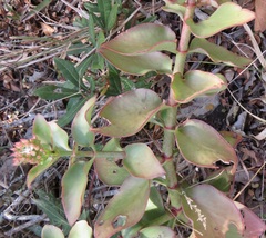 Crassula sarmentosa