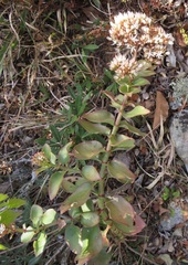 Crassula sarmentosa