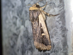 Proteuxoa tortisigna