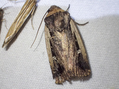Proteuxoa tortisigna