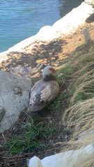Cairina moschata domestica