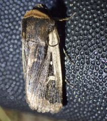 Proteuxoa tortisigna