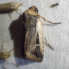 Proteuxoa tortisigna