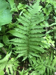 Athyrium angustum