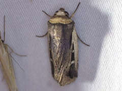 Proteuxoa tortisigna