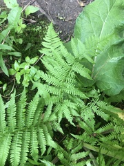 Athyrium angustum