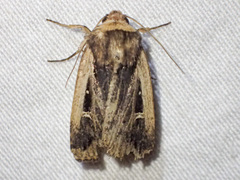 Proteuxoa tortisigna