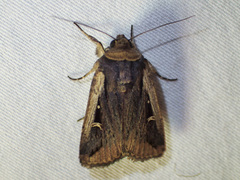 Proteuxoa tortisigna