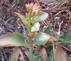 Crassula sarmentosa