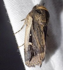 Proteuxoa tortisigna