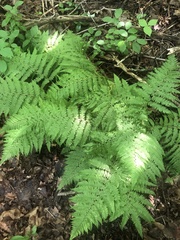 Athyrium angustum
