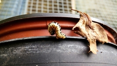 Abraxas grossulariata