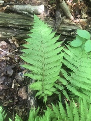 Athyrium angustum