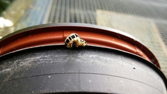 Abraxas grossulariata