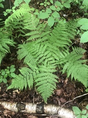Athyrium angustum