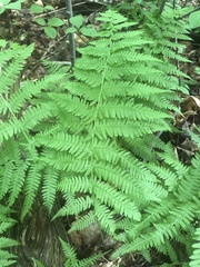 Athyrium angustum