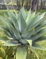 Agave mitis