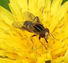 Anasimyia anausis