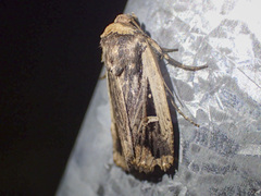 Proteuxoa tortisigna