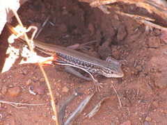 Ctenotus septenarius