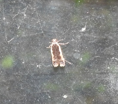 Cosmardia moritzella