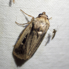 Proteuxoa tortisigna
