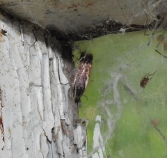 Cosmardia moritzella