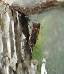 Cosmardia moritzella