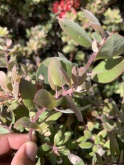 Arctostaphylos morroensis