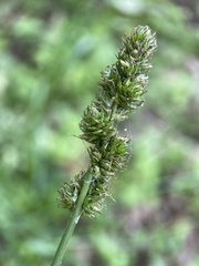 Carex gravida