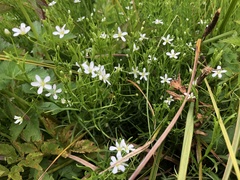 Arenaria paludicola
