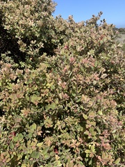 Arctostaphylos morroensis