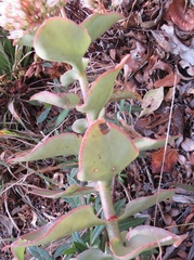 Crassula sarmentosa