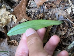 Platanthera blephariglottis